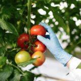 https://kritonconsultants.com/wp-content/uploads/2023/03/food-scientist-showing-tomatoes-greenhouse-160x160.jpg